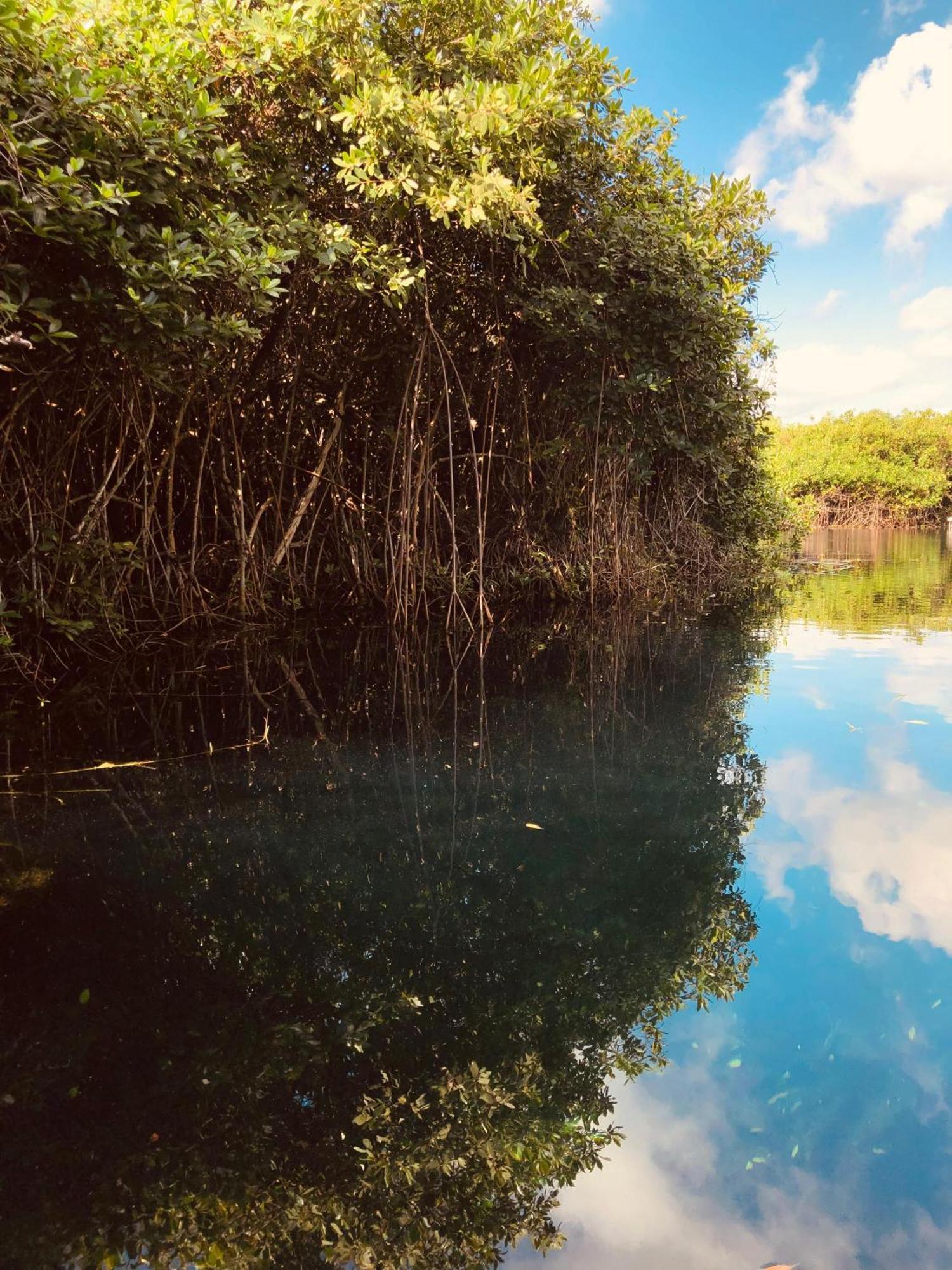 Cabanas Tulum - Aldea Mangle & Cenote Eksteriør billede