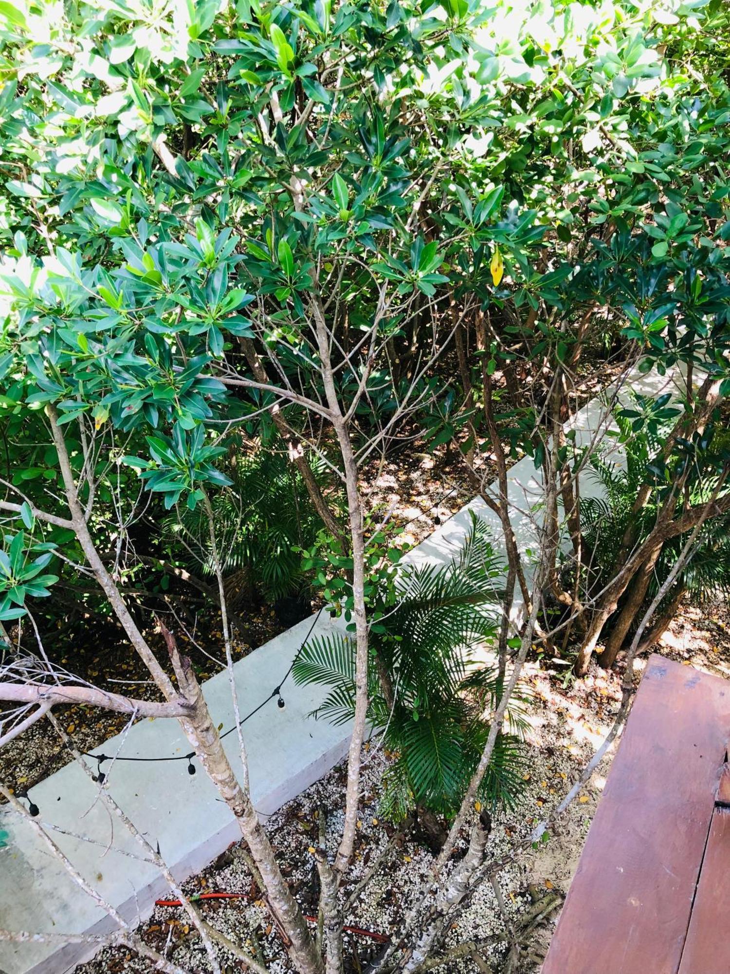 Cabanas Tulum - Aldea Mangle & Cenote Eksteriør billede